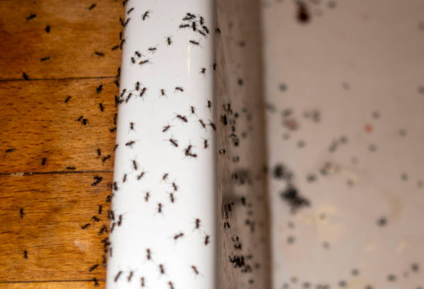 Best Wasp Removal Services  in Chetopa, KS